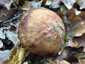 Begöngyöltszélű cölöpgomba (Paxillus involutus), Somogy